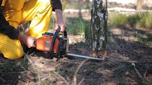 Best Lawn Disease Treatment  in Calhoun, GA